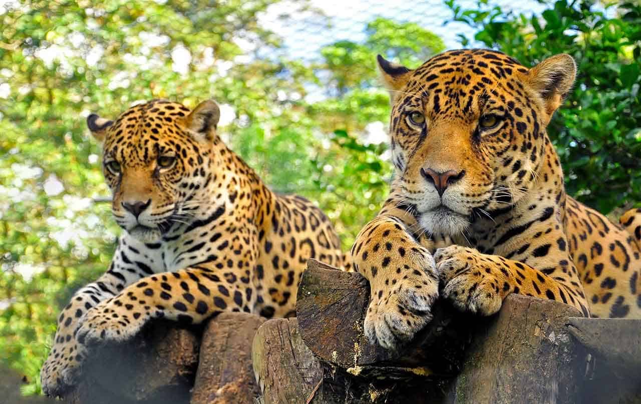 Jaguar: özellikleri, beslenmesi, üremesi ve yaşam alanı