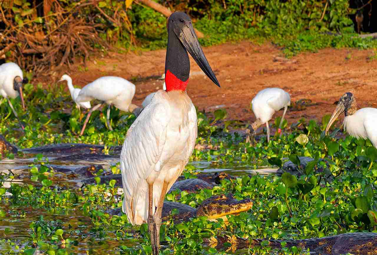 Pantanal'ın sembol kuşu Tuiuiú, büyüklüğü, nerede yaşadığı ve merak edilenler