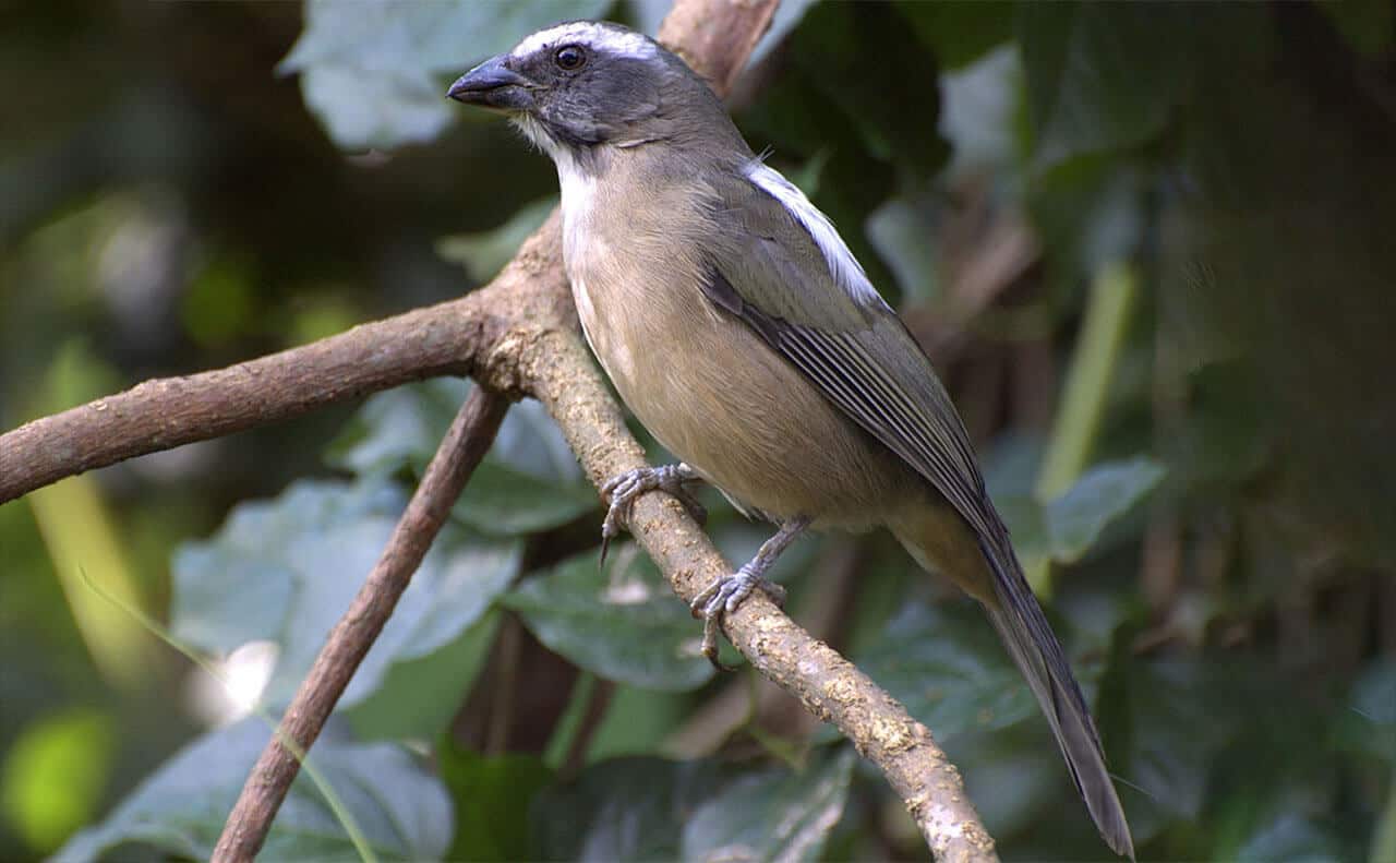 Trincaferro: alt türler ve bu kuş hakkında bazı bilgiler
