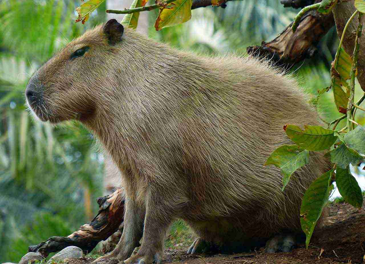 Capybara, Caviidae familyasından gezegendeki en büyük kemirgen memeli