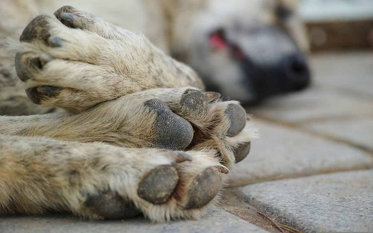 Ölü bir köpek hayal etmek ne anlama gelir? Yorumlar, sembolizmler