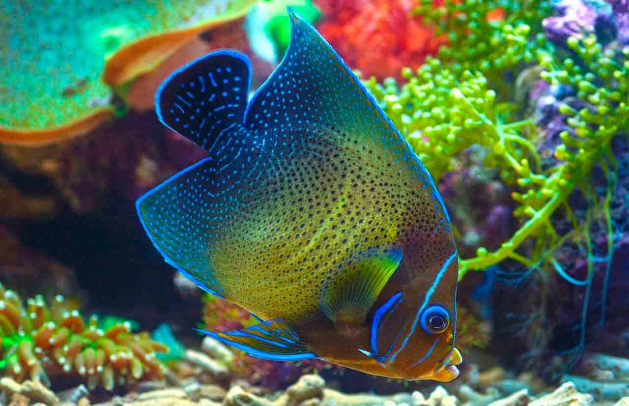 Bazı Melek Balığı türleriyle tanışın, özellikleri ve üremeleri